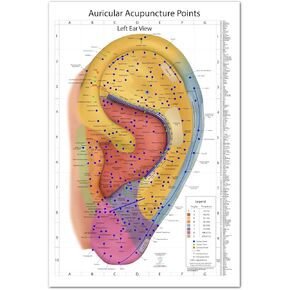 Comprehensive Auriculotherapy Wall Chart - 2025 Edition | 240+ Points, Chinese & European Acupuncture | Stunning 24x36 Full-Color Reference, Left Ear