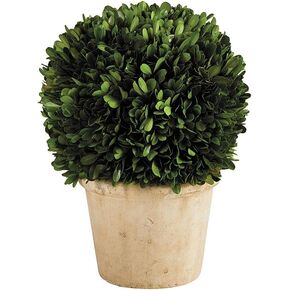 47th & Main Preserved Topiary Ball Potted Plant in Pot, Large, Boxwood/Terracotta