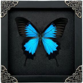 Real Blue Swallowtail Framed Butterfly Shadow Box Unique Taxidermy Specimen Display Oddity Tabletop Wall Hanging Home Decor K16-28-DE