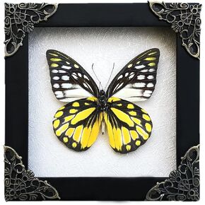 Real Framed Butterfly Spotted Sawtooth Gifts for Women Insect Entomology Shadow Box Taxidermy Specimen Display Oddity Tabletop Wall Hanging Room Home Decor K12-10-TR