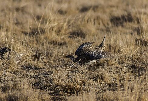 Opteka 650-1300mm (with 2X- 1300-2600mm) Telephoto Zoom Lens for Canon EF-Mount EOS 90D, 80D, 77D, 70D, 60D, 50D, 7D, 6D, 5D, 5DS, 1DS, T8, T8i, T7i, T7s, T7, T6s, T6i, T6, T5, SL3, SL2 DSLR Cameras in Kuwait