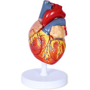 Scientific Human Heart Model 2-Part Life Size Human Heart Replica Color Printed Held Together with Magnets Scientific Heart Model with Mounted Display Base in Saudi Arabia