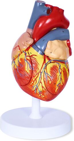 Scientific Human Heart Model 2-Part Life Size Human Heart Replica Color Printed Held Together with Magnets Scientific Heart Model with Mounted Display Base in Saudi Arabia
