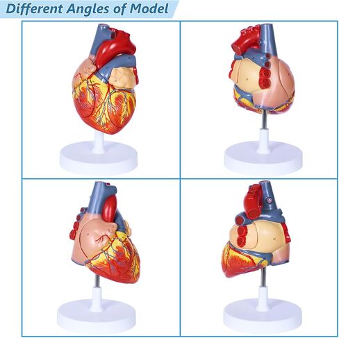 Scientific Human Heart Model 2-Part Life Size Human Heart Replica Color Printed Held Together with Magnets Scientific Heart Model with Mounted Display Base in Saudi Arabia