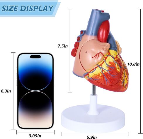 Scientific Human Heart Model 2-Part Life Size Human Heart Replica Color Printed Held Together with Magnets Scientific Heart Model with Mounted Display Base in Saudi Arabia