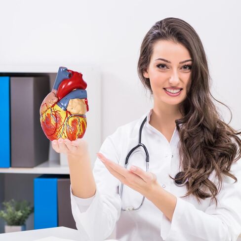 Scientific Human Heart Model 2-Part Life Size Human Heart Replica Color Printed Held Together with Magnets Scientific Heart Model with Mounted Display Base in Saudi Arabia