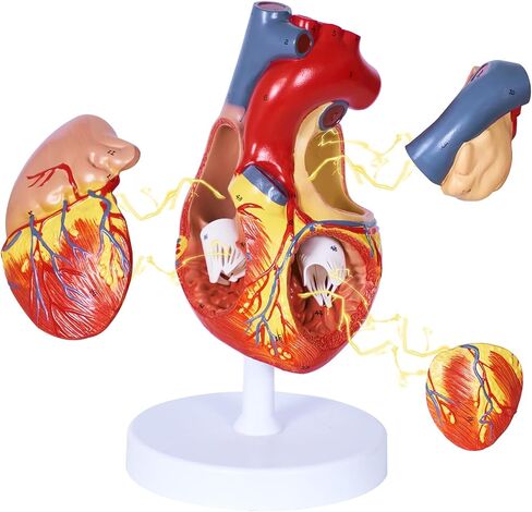 Scientific Human Heart Model 2-Part Life Size Human Heart Replica Color Printed Held Together with Magnets Scientific Heart Model with Mounted Display Base in Saudi Arabia
