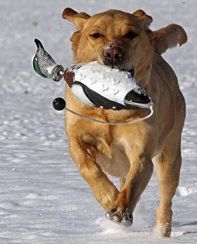 Banded Avery Sporting Dog EZ-Bird Wood Duck Training Dummy - 02032 in Saudi Arabia