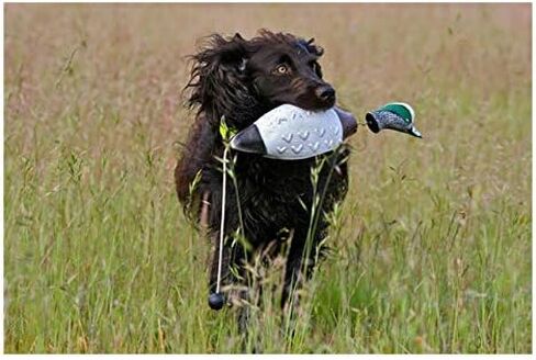 Banded Avery Sporting Dog EZ-Bird Wood Duck Training Dummy - 02032 in Saudi Arabia