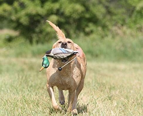 Banded Avery Sporting Dog EZ-Bird Wood Duck Training Dummy - 02032 in Saudi Arabia