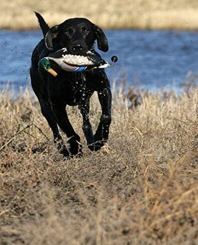Banded Avery Sporting Dog EZ-Bird Wood Duck Training Dummy - 02032 in Saudi Arabia