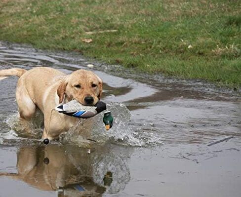 Banded Avery Sporting Dog EZ-Bird Wood Duck Training Dummy - 02032 in Saudi Arabia
