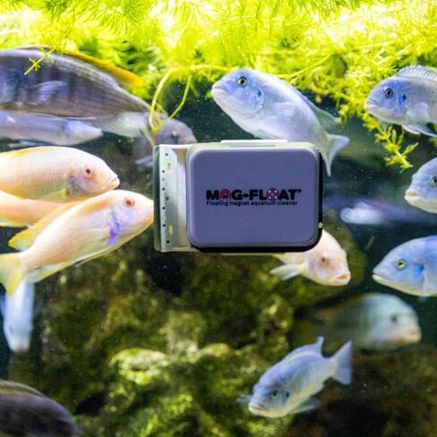 Mag-Float Medium Glass Floating Algae Scraper 125 | Magfloat Magnetic Fish Tank Cleaner | Magnet Scrubber Brush Cleaning Tool for Aquarium in Saudi Arabia