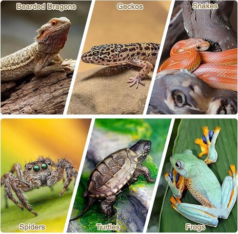 Fhiny 2 PCS Cork Bark Background, 11.6" x 7.7" Natural Cork Bark for Reptiles Tank Backdrop Reptile Climbing Wall Terrarium Decor Accessories for Turtle Beared Dragon Chameleon Snake in Kuwait