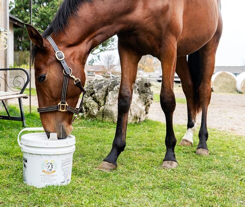 Smart Earth Camelina Horse Oil Supplement for Equine Care & Feed | Essential Oils for Joint Health | 1gal Jug in Kuwait
