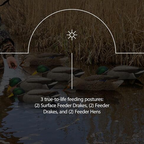 أفخاخ صيد عائمة متينة للغاية وواقعية للغاية من Avian-X Topflight Backwater Mallards، عبوة من 6 قطع، AVX8070 in Saudi Arabia