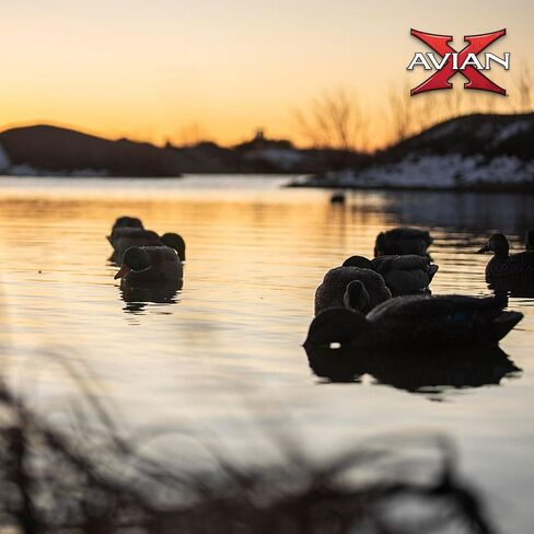 أفخاخ صيد عائمة متينة للغاية وواقعية للغاية من Avian-X Topflight Backwater Mallards، عبوة من 6 قطع، AVX8070 in Saudi Arabia