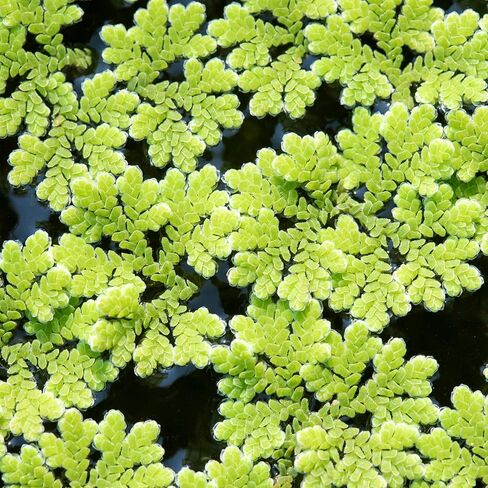 SubstrateSubstrateSource Salvina Cucullata Fern Floating Live Aquarium Plant - Natural Freshwater Fish Tank Decorations and Aquatic Decor in Saudi Arabia