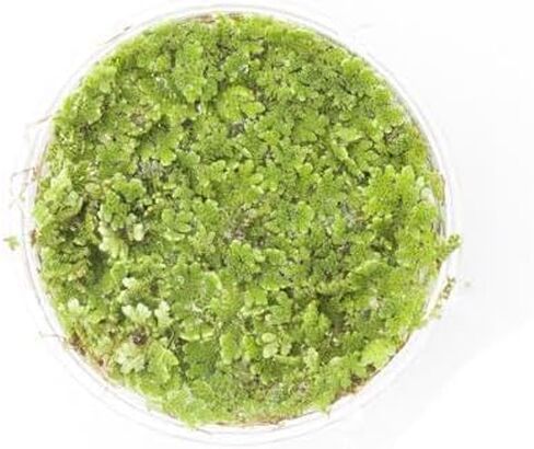 SubstrateSubstrateSource Salvina Cucullata Fern Floating Live Aquarium Plant - Natural Freshwater Fish Tank Decorations and Aquatic Decor in Saudi Arabia