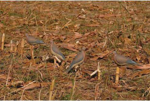 Avery Outdoors Hunting Gear Mourning Doves (Pair) in Kuwait