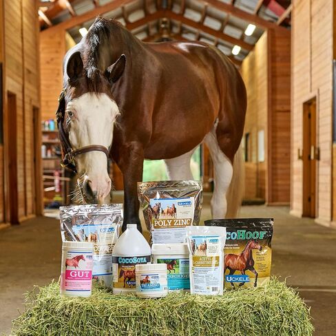 مكمل Uckle Gut Pellets للحصان - مكمل فيتامينات ومعادن للخيول من أجل الهضم الصحي - 2.7 رطل (رطل) in Kuwait
