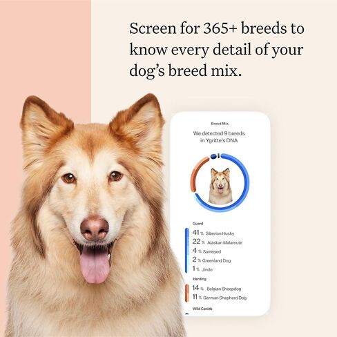 Wisdom Panel Premium Dog DNA Test, 265+ Health Tests, 430+ Breeds in Saudi Arabia