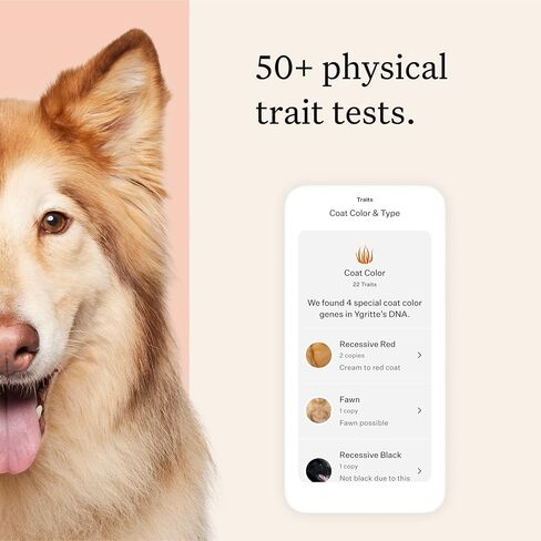 Wisdom Panel Premium Dog DNA Test, 265+ Health Tests, 430+ Breeds in Saudi Arabia