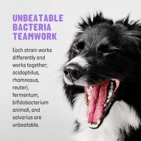 | Pet Probiotics for Dogs | Dog Probiotics and Digestive Enzymes for Dogs Diarrhea, Gut Health for Dogs | Probiotic Chews for Dogs w/Fiber, Puppy probiotic Digestive Health, 120 ct in Saudi Arabia