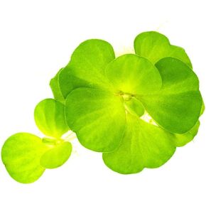 SubstrateSource Red Root Floater Phyllanthus Fluitans - Live Floating Plants for Aquarium, Fish Tanks, Natural Aquatic Decorations and Cover (3-4 Plants) in Kuwait