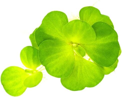 SubstrateSource Red Root Floater Phyllanthus Fluitans - نباتات عائمة حية لأحواض السمك وخزانات الأسماك والديكورات المائية الطبيعية والغطاء (3-4 نباتات) in Kuwait