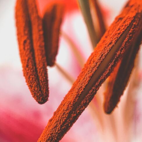 مومنت عدسة ماكرو لهواتف ايفون وبكسل وسامسونج جالكسي من مومنت in Kuwait