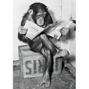 Funny Chimp Reading Newspaper Poster Black and White Wall Art Cute Animal Pictures HD Canvas Print Modern Home Wall Decor Living Room Poster Canvas Art Poster Unframed 12x16 Inches