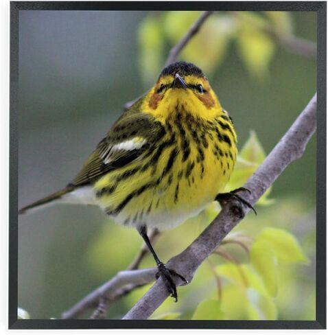 إطارات صور مقاس 13 × 15 من الخشب الصلب مقاس 13 × 15 بوصة إطار ملصق للجدار مقاس 13 × 15 بوصة إطارات صور عائلية باللون الأسود (C22B1315) in Kuwait