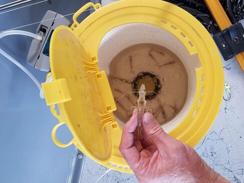 Frabill Dual Compartments Crawler Can, White and yellow in Saudi Arabia