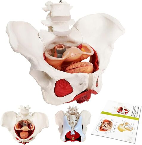 EVOTECH Male Pelvis Model with Removable Organs, 11 Part Life Size Male Pelvic Floor Muscle Anatomical Model with Urinary and Reproductive System Magnetic Mounting for Teaching Learning Display in Saudi Arabia
