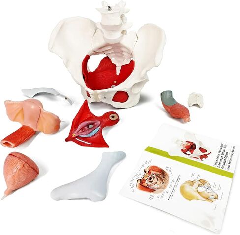 EVOTECH Male Pelvis Model with Removable Organs, 11 Part Life Size Male Pelvic Floor Muscle Anatomical Model with Urinary and Reproductive System Magnetic Mounting for Teaching Learning Display in Saudi Arabia