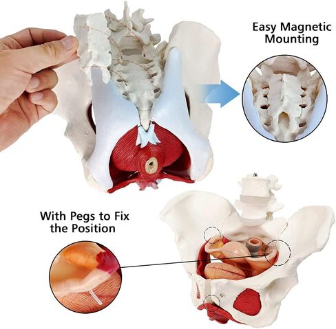 EVOTECH Male Pelvis Model with Removable Organs, 11 Part Life Size Male Pelvic Floor Muscle Anatomical Model with Urinary and Reproductive System Magnetic Mounting for Teaching Learning Display in Saudi Arabia