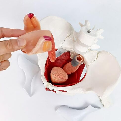 EVOTECH Male Pelvis Model with Removable Organs, 11 Part Life Size Male Pelvic Floor Muscle Anatomical Model with Urinary and Reproductive System Magnetic Mounting for Teaching Learning Display in Saudi Arabia
