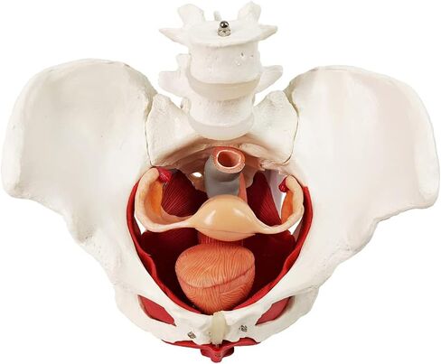 EVOTECH Male Pelvis Model with Removable Organs, 11 Part Life Size Male Pelvic Floor Muscle Anatomical Model with Urinary and Reproductive System Magnetic Mounting for Teaching Learning Display in Saudi Arabia