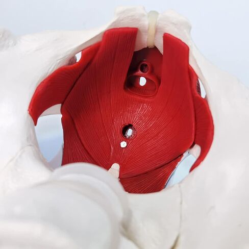 EVOTECH Male Pelvis Model with Removable Organs, 11 Part Life Size Male Pelvic Floor Muscle Anatomical Model with Urinary and Reproductive System Magnetic Mounting for Teaching Learning Display in Saudi Arabia