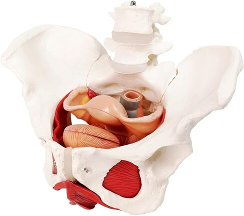 EVOTECH Male Pelvis Model with Removable Organs, 11 Part Life Size Male Pelvic Floor Muscle Anatomical Model with Urinary and Reproductive System Magnetic Mounting for Teaching Learning Display in Saudi Arabia