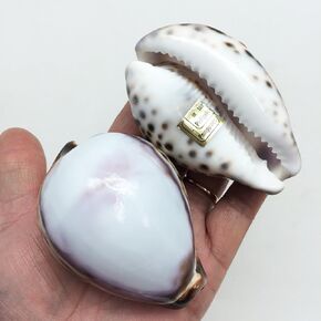 PEPPERLONELY 5 قطع من أصداف البحر النمر Cowrie المصقولة باللون الأبيض، مقاس الصدفة 2-3/4 بوصة ~ 3-1/4 بوصة