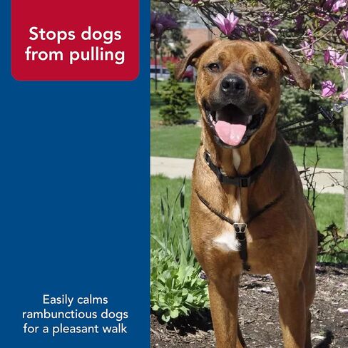 حزام تحكم للكلاب قابل للتعديل من Coastal Pet Holt - حزام للكلاب الكبيرة والصغيرة - حزام للمشي للكلاب - تتضمن التعليمات مستلزمات الحيوانات الأليفة للكلاب - أسود، كبير (26 بوصة) in Saudi Arabia
