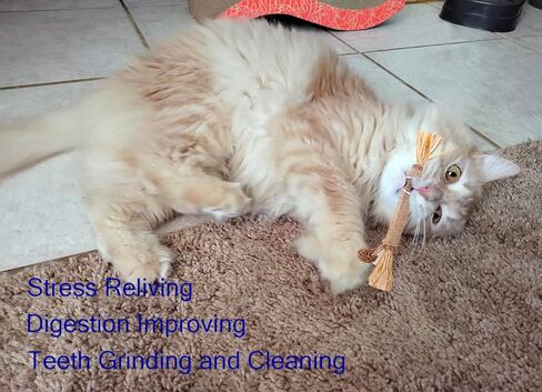 Catnip Chew Toys for Cats Silvervine Sticks for Kittens Teeth Cleaning, 8 Pack Silvervine Cat Toy Anxiety and Stress Relief, Aggressive Chewers Cat Dental Toy in Kuwait