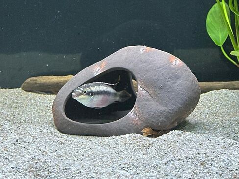 Plecoceramics Cichlid Stone Decoration - Medium Aquarium Rock - Fish Tank Hideaway Decor for African Cichlids in Saudi Arabia