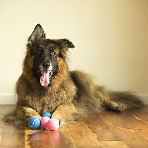 Midlee Happy Birthday Dog Tennis Balls (12 Pack) (Small, Blue) in Kuwait
