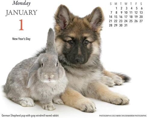 الجراء والأصدقاء 2024 تقويم مكتبي in Kuwait