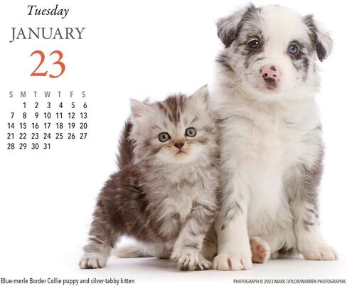 الجراء والأصدقاء 2024 تقويم مكتبي in Kuwait