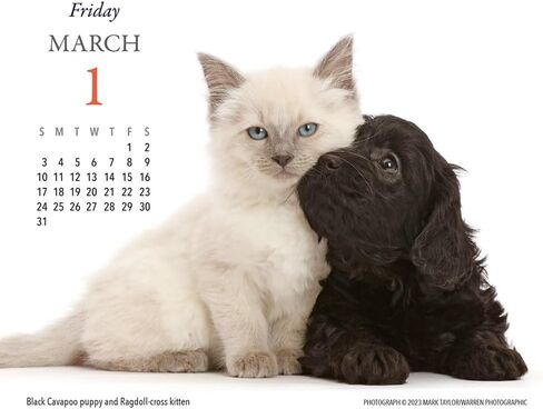 الجراء والأصدقاء 2024 تقويم مكتبي in Kuwait