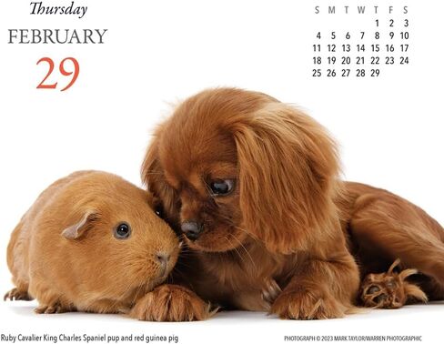 الجراء والأصدقاء 2024 تقويم مكتبي in Kuwait